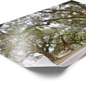 Avenue of the Oaks, South Carolina Foto Afdruk (Hoek)