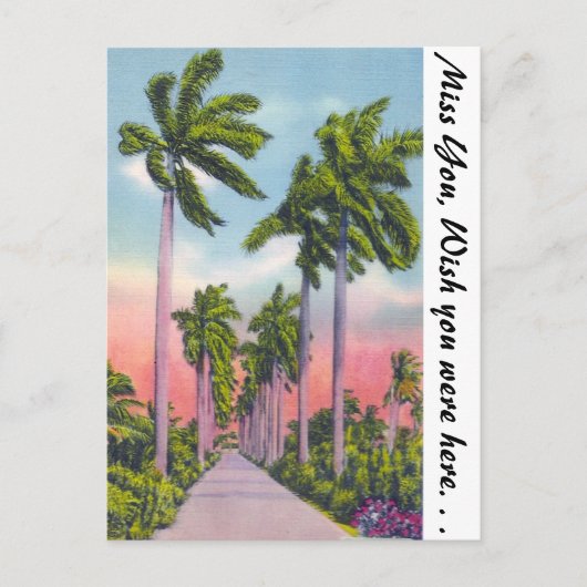 Avenue Stomme Royal Palms in Florida Briefkaart (Voorkant)