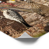 Aves de Traspatio del Sur de California Poster (Hoek)