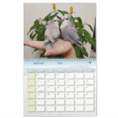 Avian Avenue 2025 Parrot Kalender (Feb 2026)