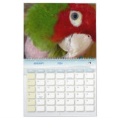 Avian Avenue 2025 Parrot Kalender (Jan 2026)