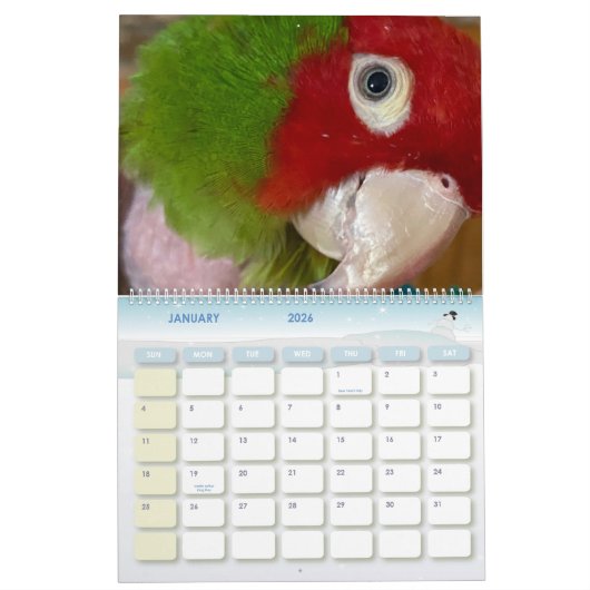 Avian Avenue 2025 Parrot Kalender (Jan 2026)