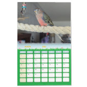 Avian Avenue 2025 Parrot Kalender (Mar 2026)
