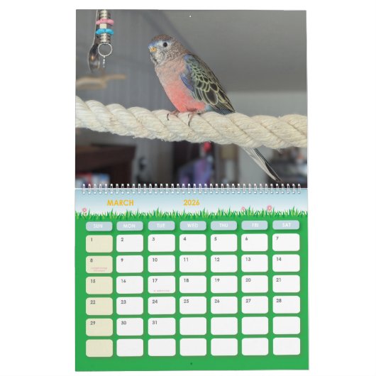 Avian Avenue 2025 Parrot Kalender (Mar 2026)