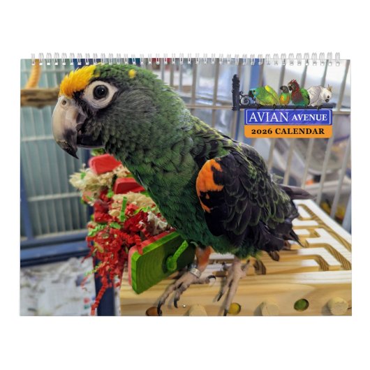 Avian Avenue 2026 Parrot Calendar Kalender (Hoes)