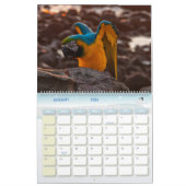 Avian Avenue 2026 Parrot Calendar Kalender (Jan 2026)