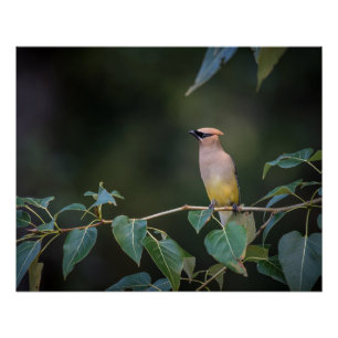 Avian Bee Eater op een tak Glossy Perfect Poster
