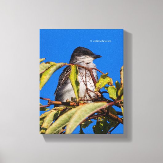 Avian Royalty: Eastern Kingbird Canvas Afdruk (Voorkant)