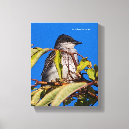 Avian Royalty: Eastern Kingbird Canvas Afdruk (Voorkant)