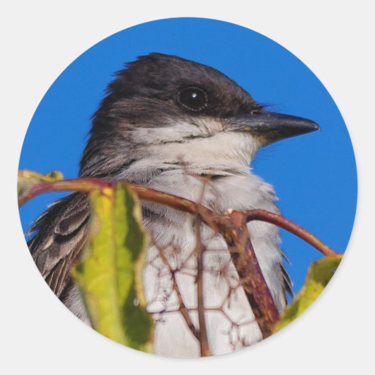 Avian Royalty: Eastern Kingbird Ronde Sticker (Voorkant)