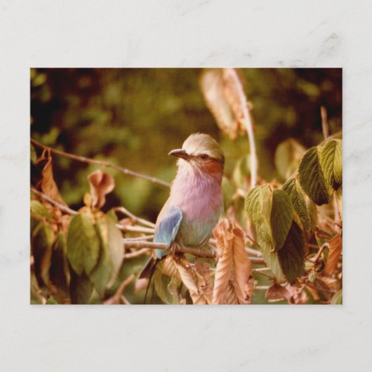 Aviary Briefkaart (Voorkant)