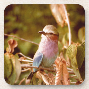 Aviary Drankjes Onderzetter