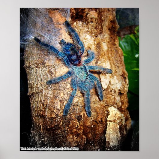 Avicularia versicolor poster (Voorkant)