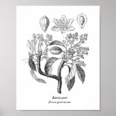 Avocado  Botanische illustratie Poster (Voorkant)