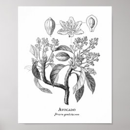 Avocado Botanische illustratie Poster