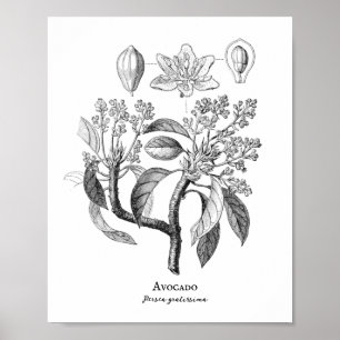 Avocado  Botanische illustratie Poster