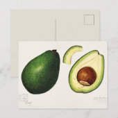  Avocado-illustratie Briefkaart (Voorkant / Achterkant)