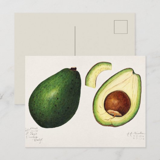  Avocado-illustratie Briefkaart (Voorkant / Achterkant)