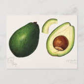  Avocado-illustratie Briefkaart (Voorkant)