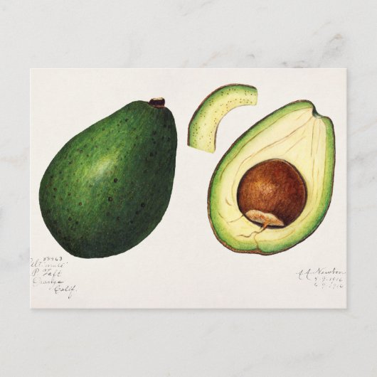  Avocado-illustratie Briefkaart (Voorkant)