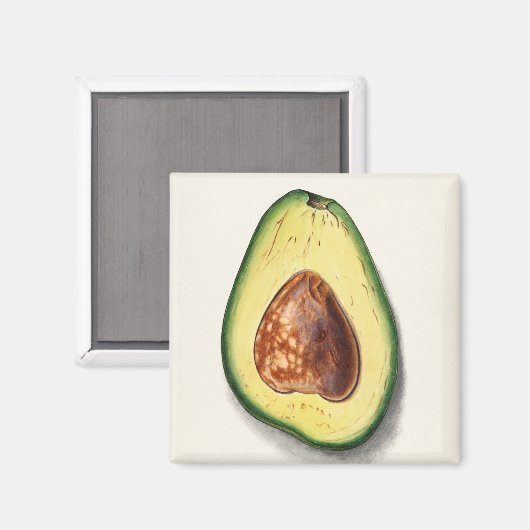 Avocado Magneet (Voorkant / Achterkant)