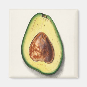 Avocado Magneet