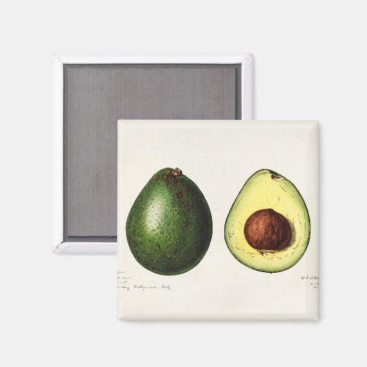Avocado Magneet (Voorkant / Achterkant)
