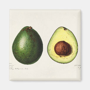 Avocado Magneet
