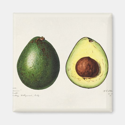Avocado Magneet (Voorkant)