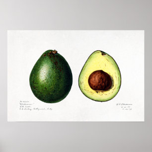 Avocado Naturalist Illustratie Poster