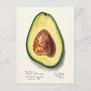 Avocado (Persa) Waterverf Briefkaart