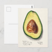 Avocado (Persa) Waterverf Briefkaart (Voorkant / Achterkant)