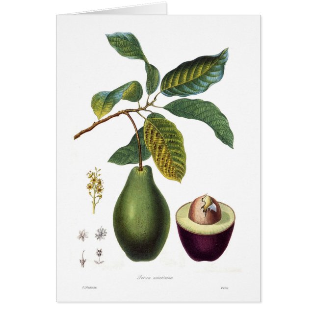 Avocado (Persea americana) (Voorkant)