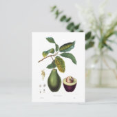 Avocado (Persea americana) Briefkaart (Staand voorkant)