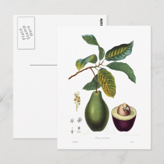 Avocado (Persea americana) Briefkaart (Voorkant / Achterkant)