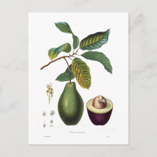 Avocado (Persea americana) Briefkaart (Voorkant)