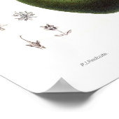 Avocado (Persea americana) Poster (Hoek)