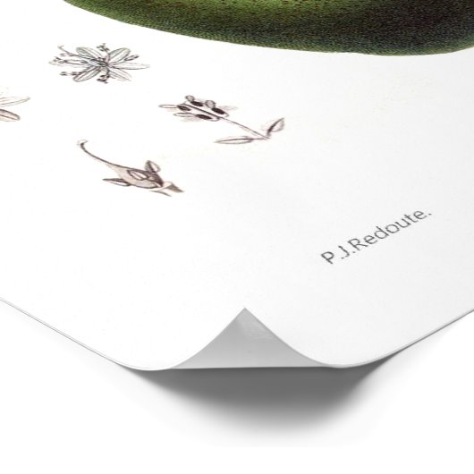 Avocado (Persea americana) Poster (Hoek)