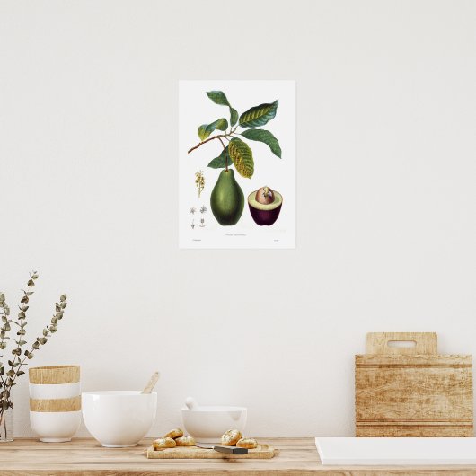 Avocado (Persea americana) Poster (Keuken)