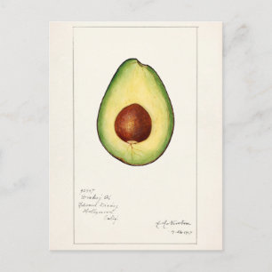 Avocado (Persea) — Waterverf van fruit Briefkaart