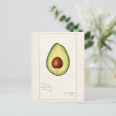 Avocado (Persea) — Waterverf van fruit Briefkaart (Staand voorkant)