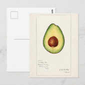 Avocado (Persea) — Waterverf van fruit Briefkaart (Voorkant / Achterkant)