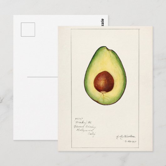 Avocado (Persea) — Waterverf van fruit Briefkaart (Voorkant / Achterkant)