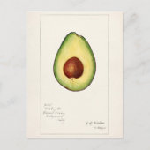 Avocado (Persea) — Waterverf van fruit Briefkaart (Voorkant)
