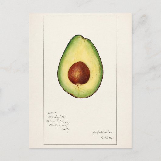 Avocado (Persea) — Waterverf van fruit Briefkaart (Voorkant)