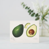 Avocado (Persea) — Waterverf van fruit Briefkaart (Staand voorkant)