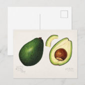 Avocado (Persea) — Waterverf van fruit Briefkaart (Voorkant / Achterkant)