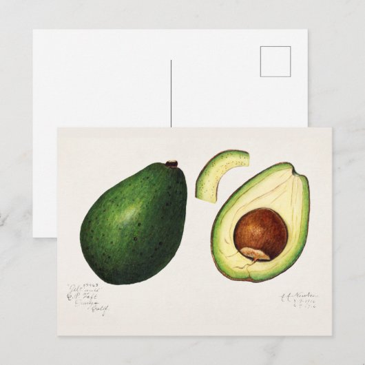 Avocado (Persea) — Waterverf van fruit Briefkaart (Voorkant / Achterkant)