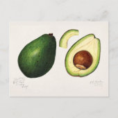 Avocado (Persea) — Waterverf van fruit Briefkaart (Voorkant)
