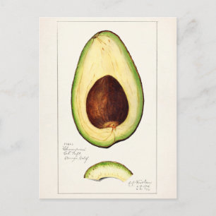 Avocado (Persea) — Waterverf van fruit Briefkaart
